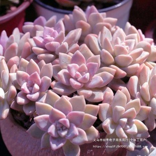 ����ֲ���Ϙ����ف��ҵ���ϾW�t������������׻�����l�A��