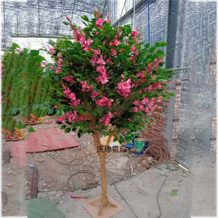 ������ޱ�����̈������b���ؼ���ޱ����e��ͥԺ�[������