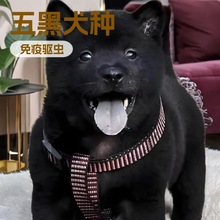 纯种五黑中型土猎犬护卫犬五红宠物狗狗幼崽活体小狗短毛松狮幼崽