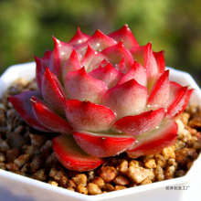 ��Ӱ ���m��õ�� ����ֲ�� ���^Ⱥ���tɫ ���莧�����ԷN�� ����