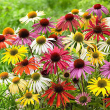 彩色松果菊种子四季易种室外庭院阳台易活耐寒秋播景观花海花籽子