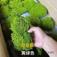 ����̦�\��ֲ�ﱳ�����װl�\̦�\��̦��ƺ�b��辰�����̫��