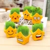 Chocolate -colored hilarious potted plants 6 boxes
