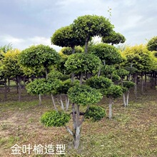 东北造型金叶榆 金叶榆圆柱 金叶榆球 丛生金叶榆绿篱苗