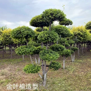 东北造型金叶榆 金叶榆圆柱 金叶榆球 丛生金叶榆绿篱苗