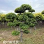 东北造型圆柱丛生金叶榆