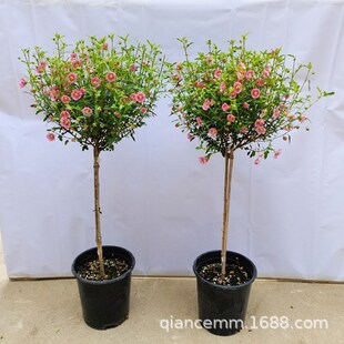 �ļ��_��Сľ����������҃����ԾGֲ���ܻ����L�̨ͥԺ�k����