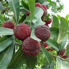 乔木;灌木;园林果树