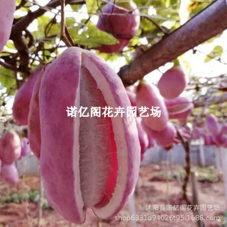 八月瓜苗果树苗正宗八月炸瓜果苗南方四季九月黄树苗当年结果庭院