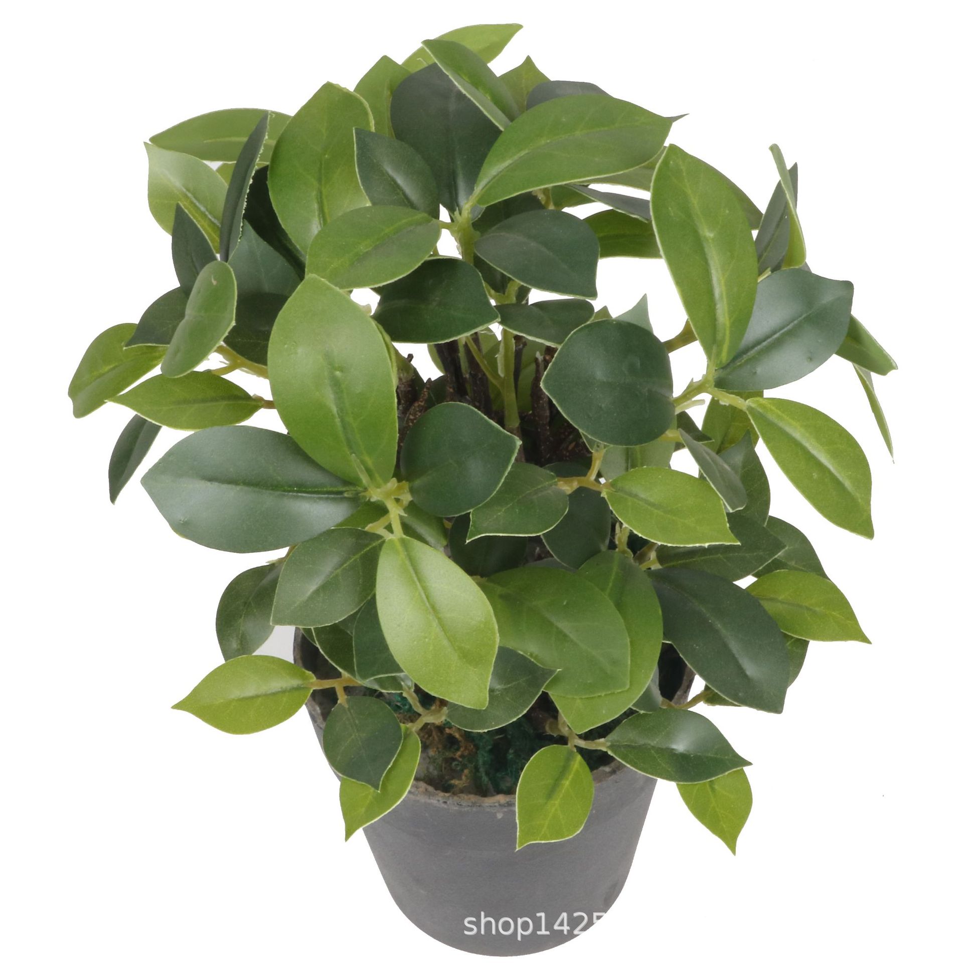 XRS-154 迷你榕叶2号盆栽102叶0.25米4.jpg