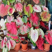 跨境透明小包种子彩叶芋种子热植种子双色竹芋种子大叶宇种子易种