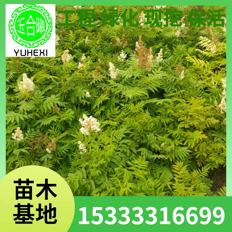 Кластерный жемчужный слива, жемчужный слива 30-180cm саженцев жемчужной сливы, декоративные растения, инженерные саженцы для зеленения