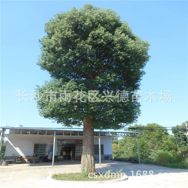 Оптовые посадки камфоры, пересаденные многоголовые камфорные деревья в провинции Хунань, 30cm фотографий скелетных камфорных деревьев, посадки для зеленения