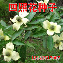 ���ջ��N��ʯ������÷ɽ��֦�ձ��^��ͥԺ��������������ջ�����