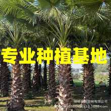 江西老人葵价格 浙江华棕基地 湖北华棕树 福建老人葵批发