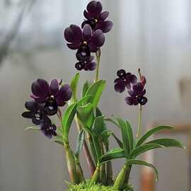 【基地直发】耐高温水培懒人新款石斛兰花懒人桌面绿植花卉盆栽