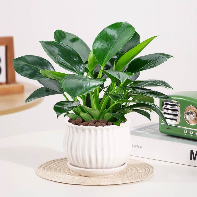 3 골드 다이아몬드 25-30cm 수직 도자기 분지 + 영양 용액