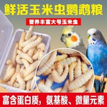 包邮葡萄蜜虫钓饵爬宠仓鼠玉米虫活体零食大蜡螟幼体鱼饵鸟虫粮食