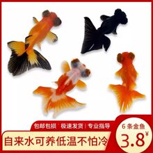 小金鱼活鱼观赏鱼冷水淡水红草鱼锦鲤鱼好养耐活鸿运当头国粹金鱼