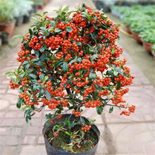 �^�������Ի����Ϙ��M�üt�k��������͏d�辰���B�t�t��𻨻�