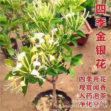 金银花树苗爬藤食用金银花苗浓香花卉耐寒植物鸳鸯藤盆栽四季开花
