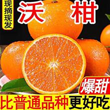 广西荔浦沃柑商超专供出口水果纯甜橘桔子批发爆甜代发非砂糖桔