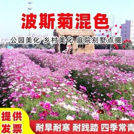 种子;草种子;草坪