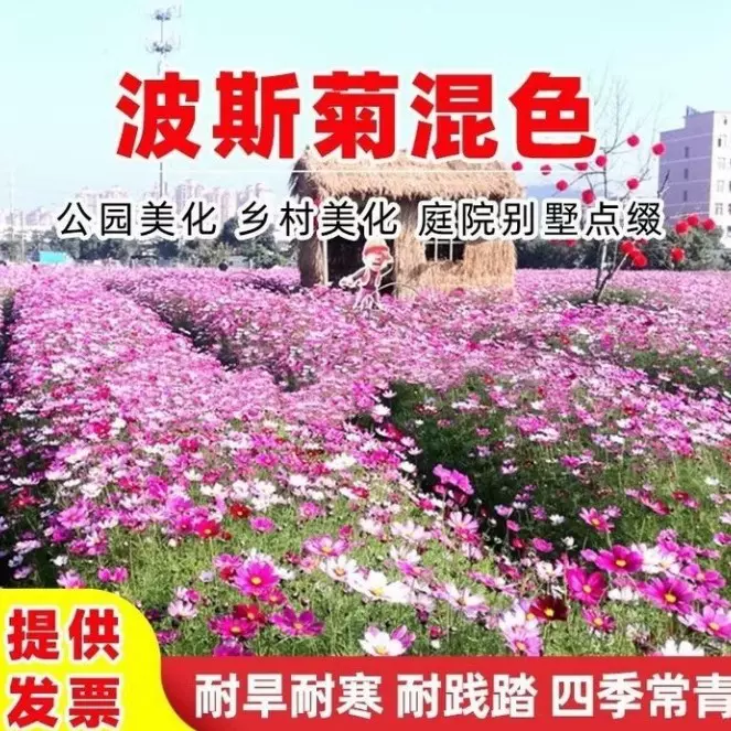 批发波斯菊种庭院阳台盆栽易成活花籽格桑花花卉种子四季播种易种