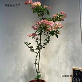高飘系列三角梅盆栽花卉四季开花室内庭院阳台带盆带花好养活植物