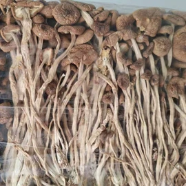 其他干货;蘑菇;其他滋补