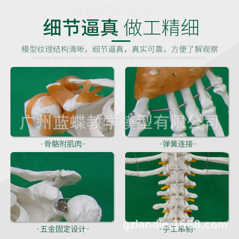 170cm����������ʹ�׵������������� �ʹ� ׵���̼���ģ��