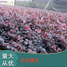 红花檵木地栽苗杯苗耐寒工程苗四季园林绿化球灌木红花继木树苗