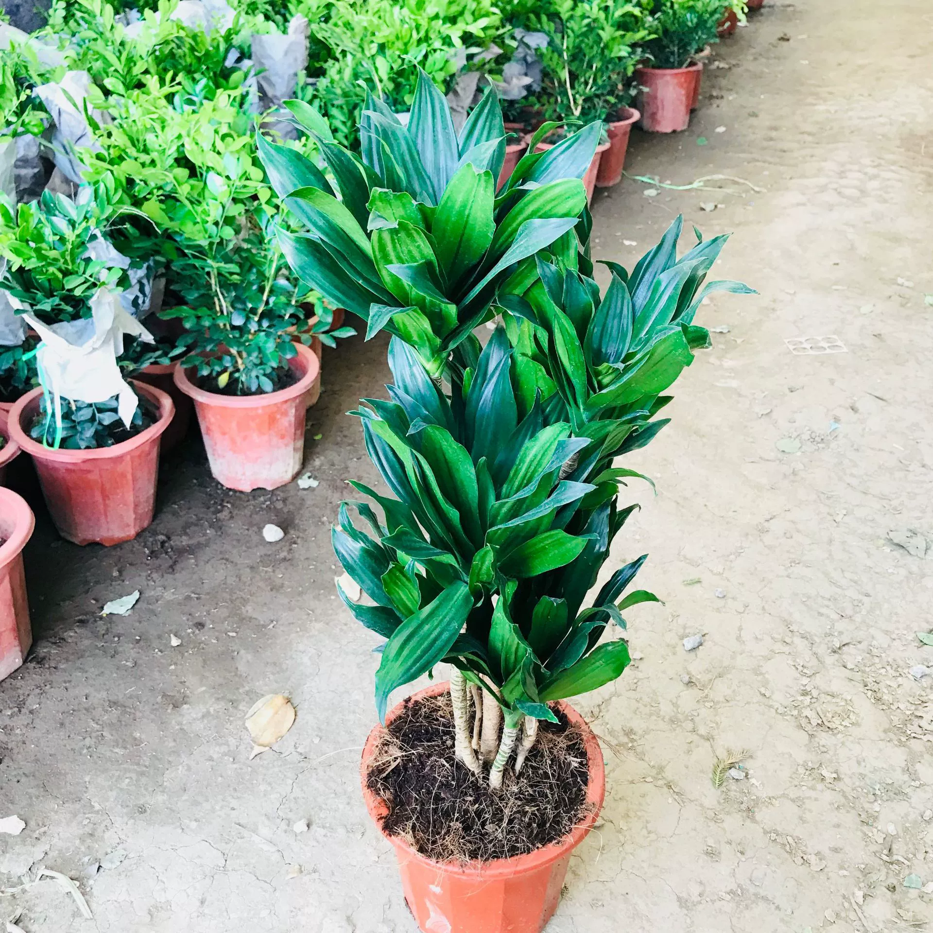 Теплица оптовые продажи зеленые цветы в горшках Крытая Гостиная Офис бог солнца зеленые растения вечнозеленые горшечные растения