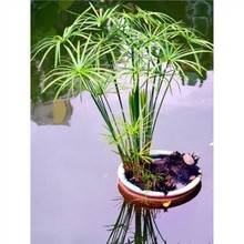 水生水培植物龟水竹盆栽水棕竹鱼缸水池塘旱伞草风车草苗好养易活