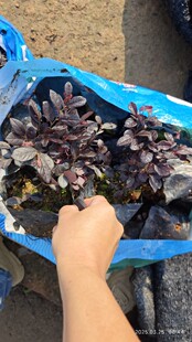 Zhongshan supply shrub red lotus tree cutting seedling pot courtyard greening engineering seedlings safflower stepmother small hair ball wholesale