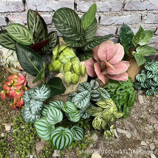 ��������Gֲ�O���������~�f����G�}�����~С�����쾰�b�С�~��