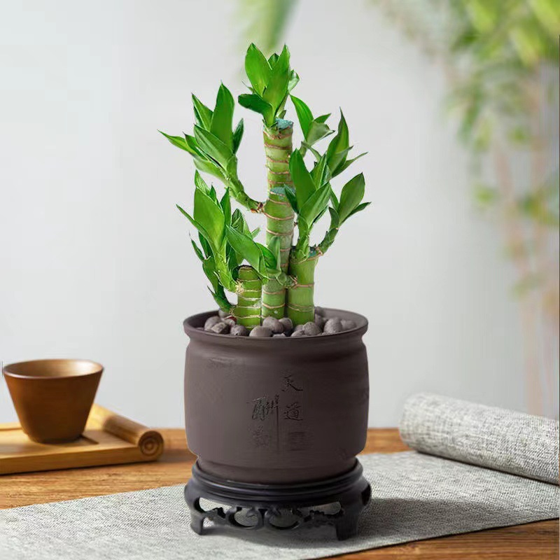 [국민트렌드 뉴스타일] 엄선된 연꽃대나무(천도보름자색모래냄비) 베이스+영양액 포함