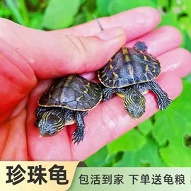 观赏龟、鳖;鱼缸;水族宠物饲料