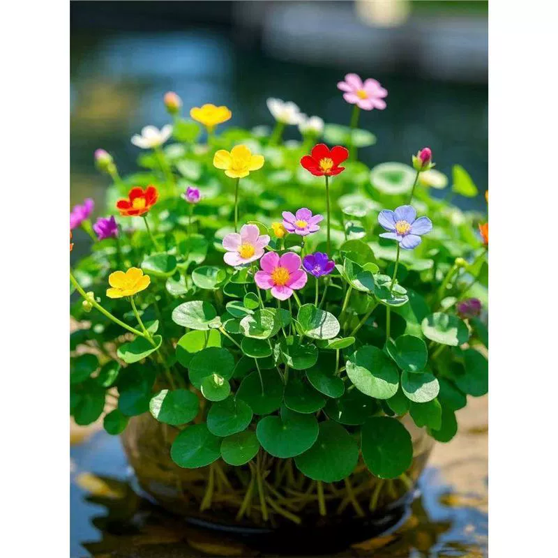 Цветущий пенниворт, счастливое гидропонное растение, цветок пенниворта в горшке для офисного рабочего стола, комнатное зеленое растение, выращенное в воде