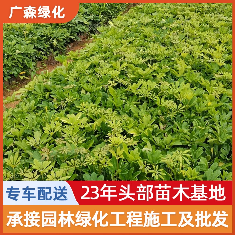 3.5kg мешков с деревянными саженцами утиных лап для инженерного покрытия почвы, саженцы для городского озеленения на обочинах дорог, основание для саженцев в мешках с деревянными утиными лапами.