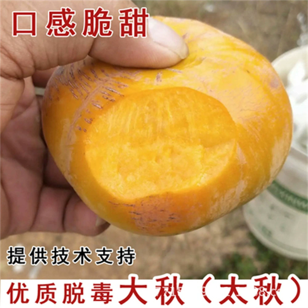 Саженцы фруктовых деревьев Саженцы деревьев хурмы Yangfeng хурма мельница плита Хурма прививки фруктовых деревьев двор посадки на севере и юге