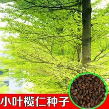 小叶榄仁种子 大叶榄仁 细叶榄仁 锦叶榄仁绿化行道苗木