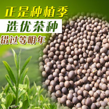 绿茶树种子特早茶种子耐寒茶叶种子 茶树籽 各种茶叶种子播种种籽