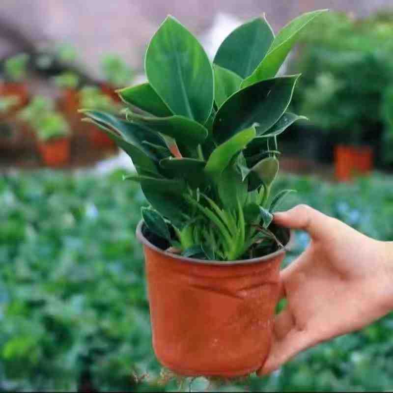 Berlian emas kecil 15-25 cm [2 pot harga spesial] satu pot 3-4 bibit untuk mengirim pupuk