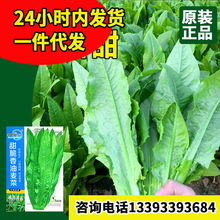 甜脆香油麦菜种子厂家批发四季速生青菜油麦菜种籽菜园阳台盆栽