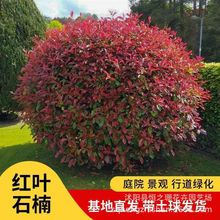 ֱlt~ʯͥԺG@־GļLɫֲ