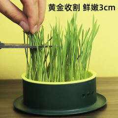 New Cat Grass Pot Soilless Hydroponic Cat Grass Seed Box Set for Hairball Control and Digestion Aid, Cat Snack Wheat Seeds