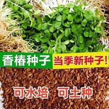 �㴻�� �t���㴻�N�� ѿ��� �G�ʹ���N�� ������ �㴼���ѷN��