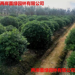 ��ͩ�� ͥԺ�@�ֳ��G�ͺ���ͩ�������㻨������ֲ���҃ȾG������