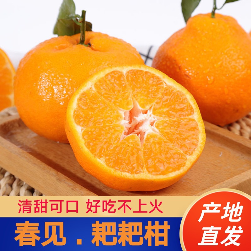 皮軟皮薄 新鮮水果清甜爆汁 四川柑橘産地直發 春見耙耙柑